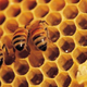 Image for article titled How honey could help kill drug-resistant bacteria